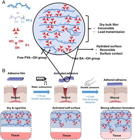 Fast Strong And Reversible Adhesives With Dynamic Covalent Bonds For Fast Strong And Reversible Adhesives With Dynamic Covalent Bonds For