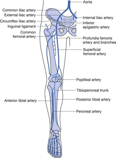 Lower Limb Peripheral Vascular Disease Musculoskeletal Key Lower Limb Peripheral Vascular Disease Musculoskeletal Key