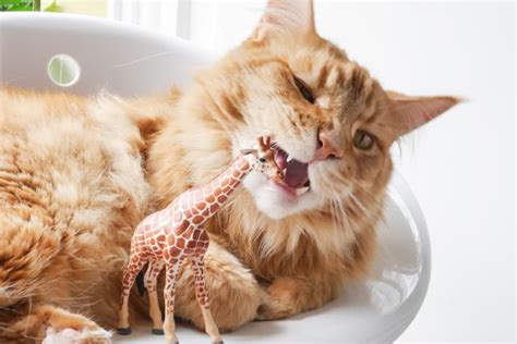 Why Do Cats Chew On Plastic